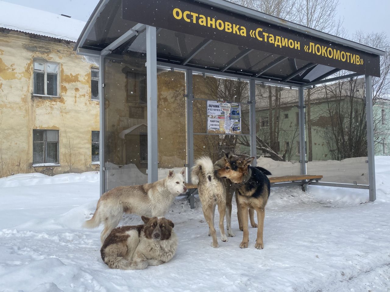 Глава Серова запретил выпускать бездомных собак на остановках, железнодорожных и автовокзалах