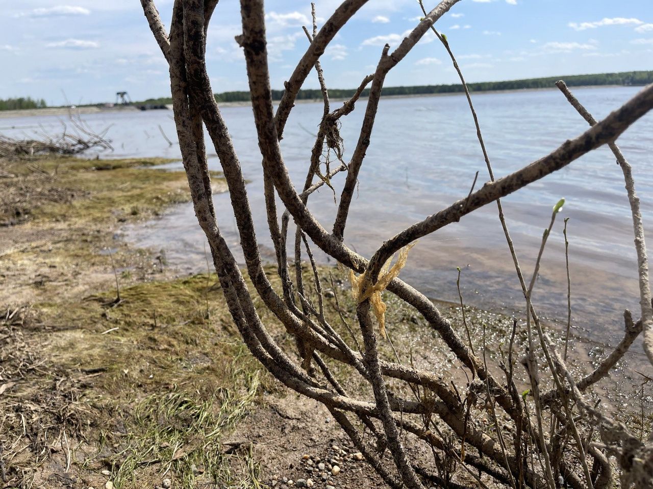 Серовчанин обратился в прокуратуру из-за ситуации с гибелью икры на Киселевском водохранилище