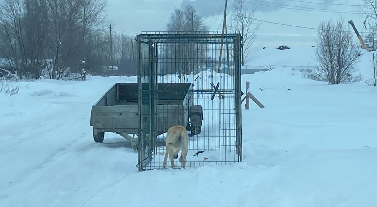 Контракт на отлов животных в Серове выиграла местная компания