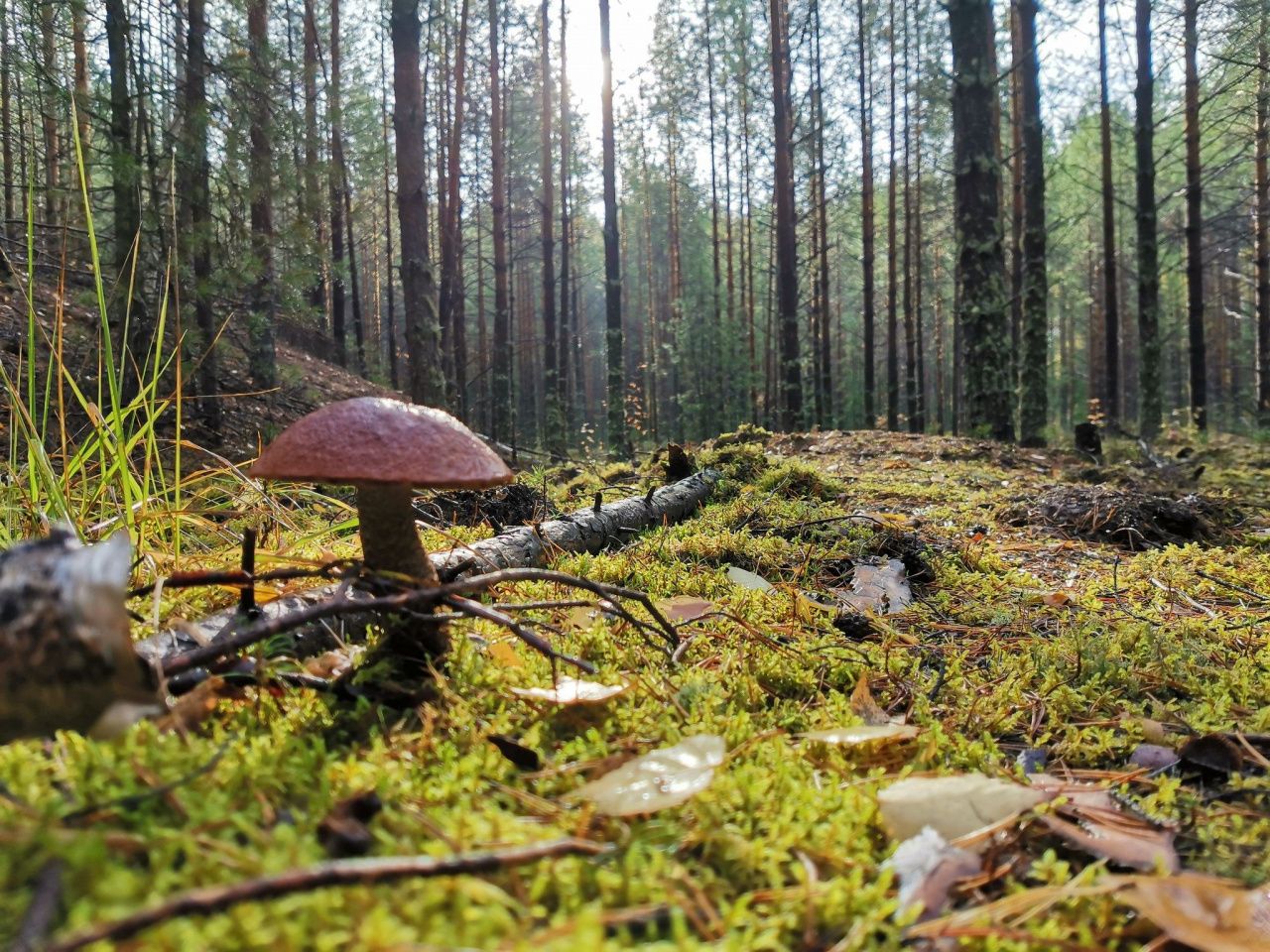 В Свердловской области в рамках нацпроекта «Экология» создается новый природный парк площадью 113,5 тыс. га