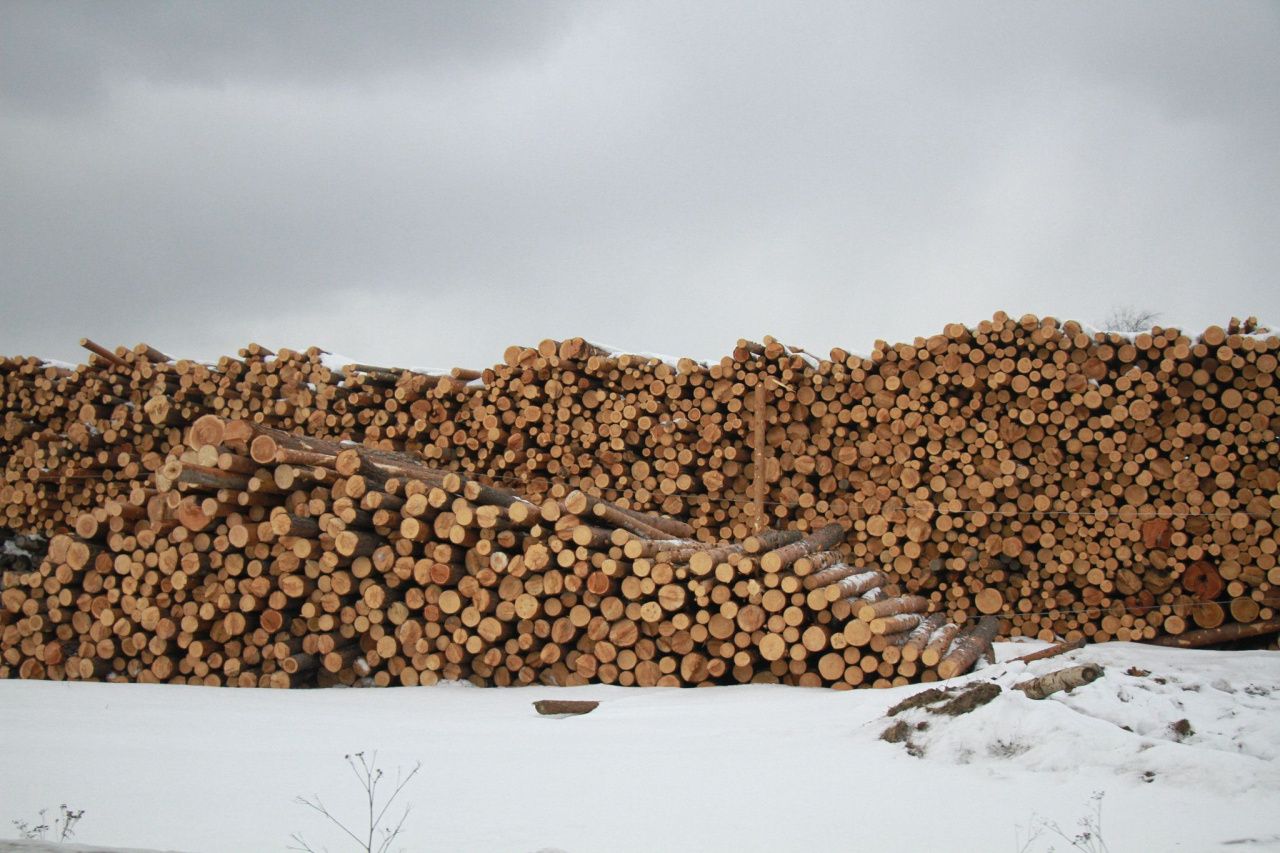 Полиция Серова с начала года возбудила 5 уголовных дел о незаконных рубках леса
