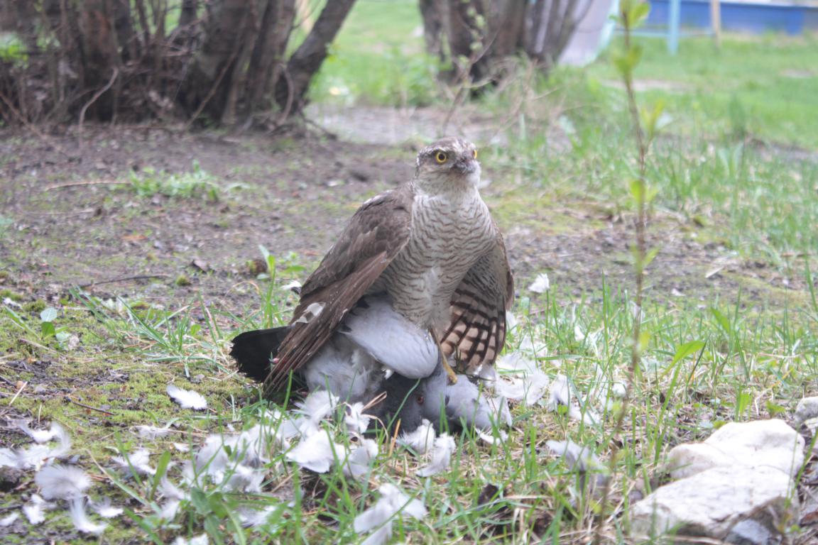 За охотой в Серове был замечен ястреб-перепелятник