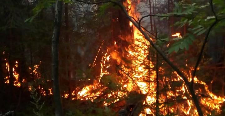 За два дня под Серовом случилось три лесных пожара
