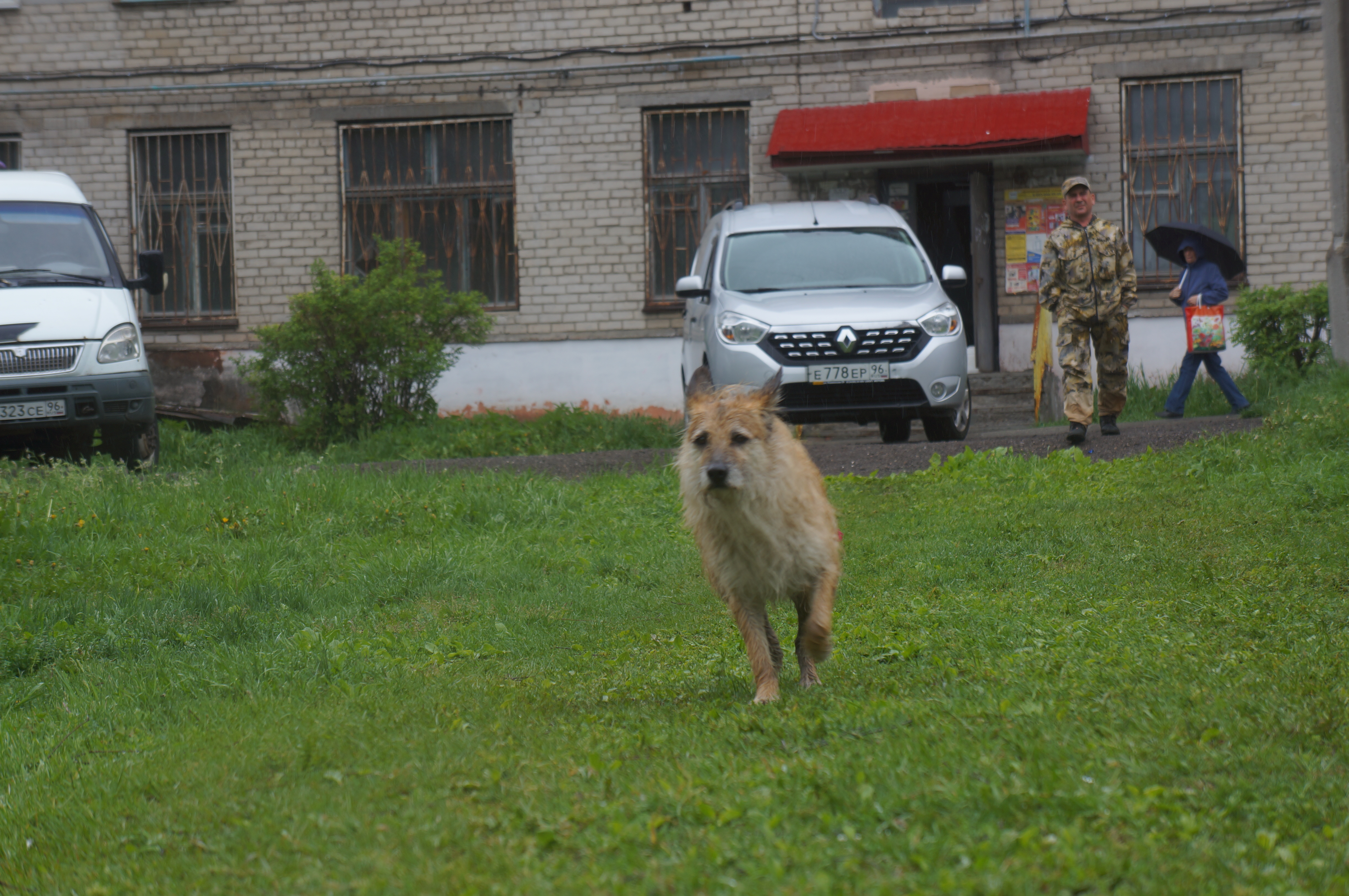 Собаколовы подстрелили пса во дворе жилого дома в Серове