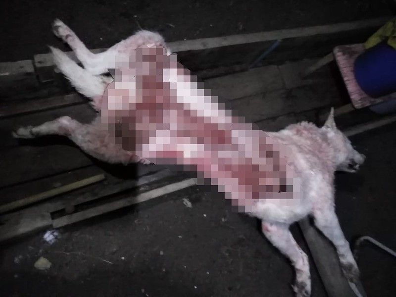 Полиция Серова проведет проверку по факту жестокого убийства собаки в поселке Энергетиков