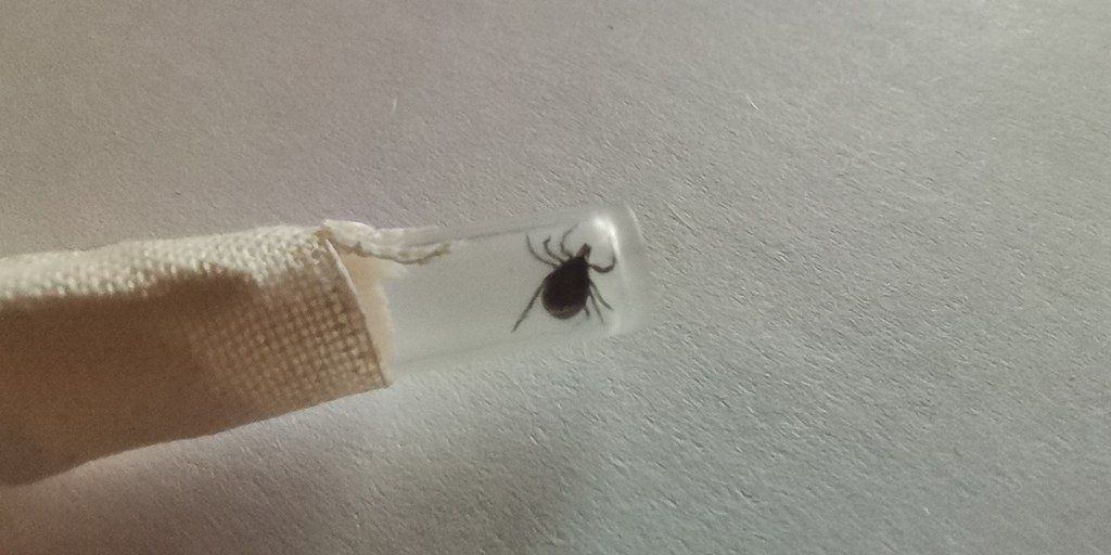 В Свердловской области после укуса энцефалитного клеща умерла женщина ...