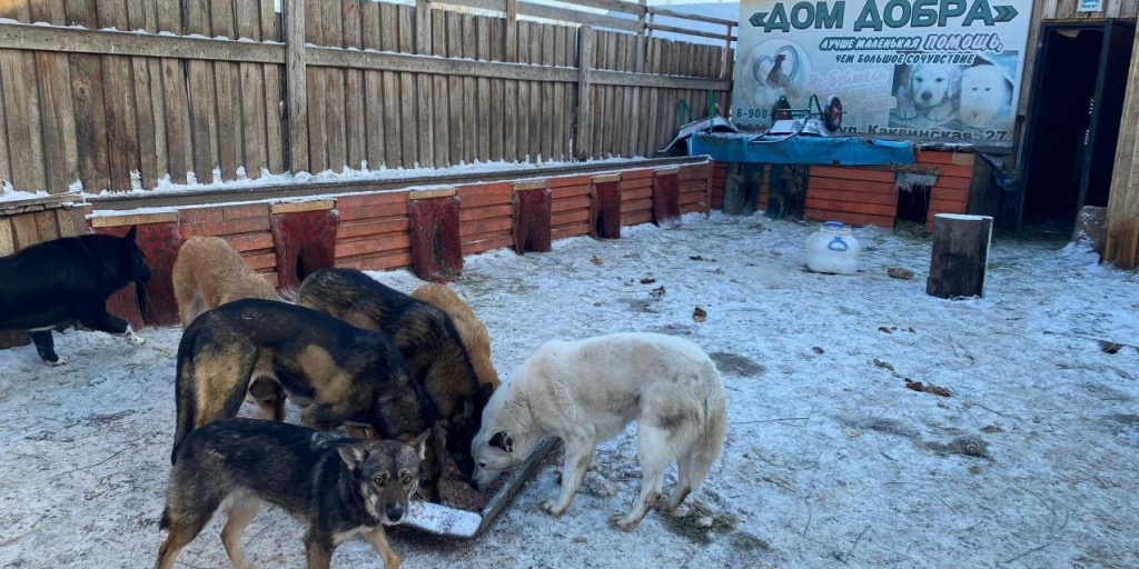 Собачий приют городе. Собачий приют городе