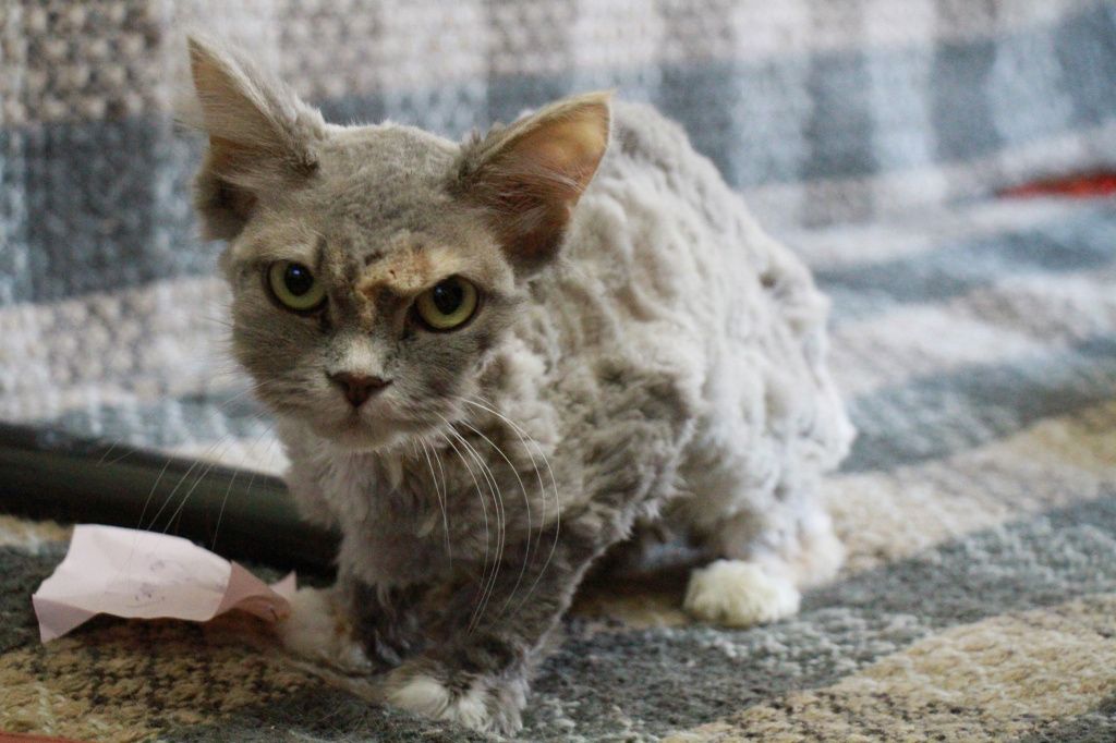 Из-за большого количества блох кошку по клике Тина подстригли. Фото: КоНстантин Бобылев, "Глобус"