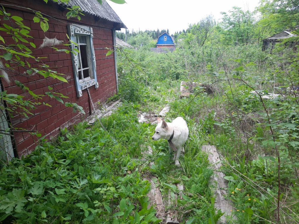 Собаки оказались на заброшенном участке. Ночь псы провели в саду, в вольере. Фото: Игорь Чудов