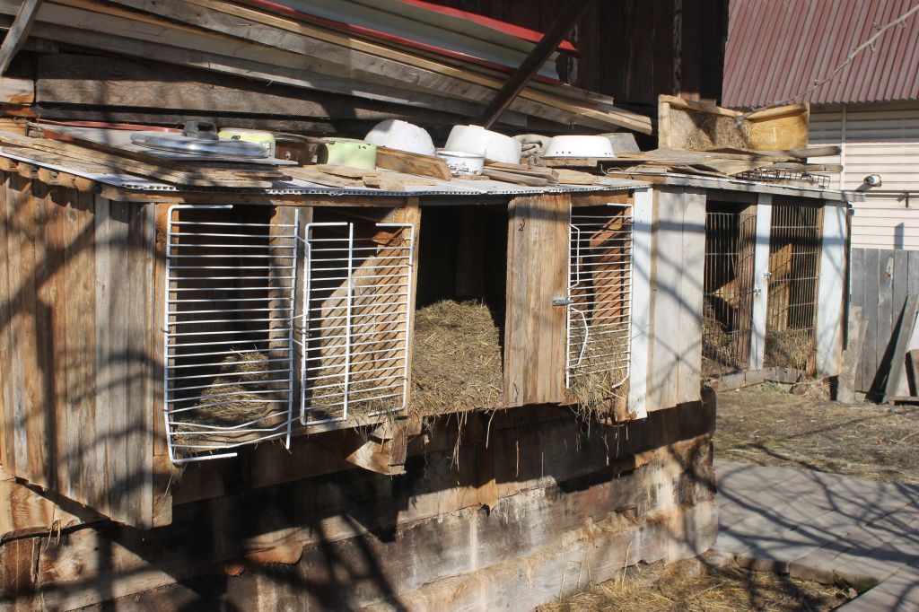 Клетка, в которой жили кролики Людмилы Вологиной, размещена на деревянной постройке в огороде. Фото: Мария Чекарова, "Глобус"