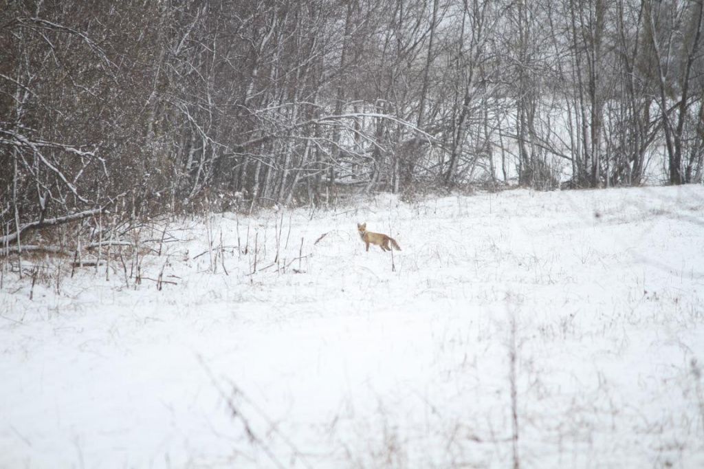 В поле "мышкует" молодая лисица. Фото: Константин Бобылев, "Глобус"