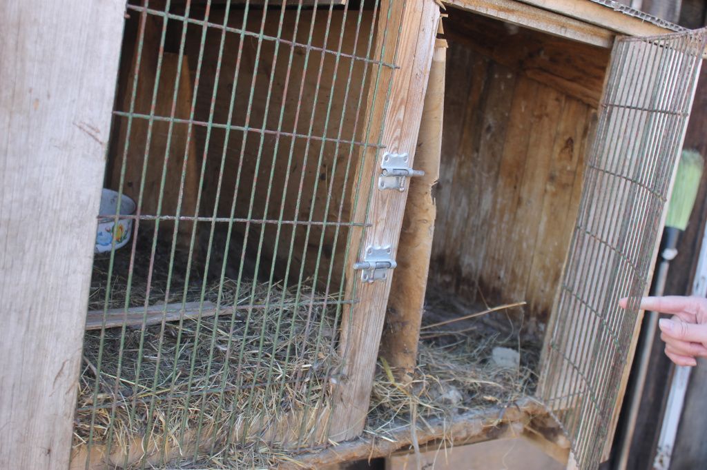 Собаки выламывали перегородки, чтобы достать следующего кролика из клетки. Фото: Мария Чекарова, "Глобус"