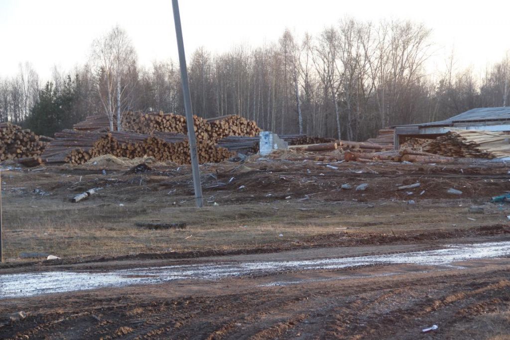 У пилорамы высятся горы бревен. Фото: Анна Куприянова, "Глобус"