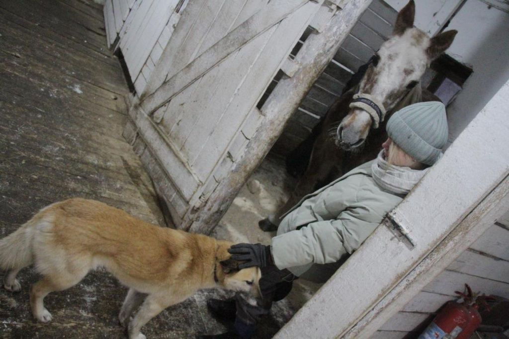 Собаки дружно соседствуют с лошадями и хорошо относятся к детям. Фото: Константин Бобылев, "Глобус"