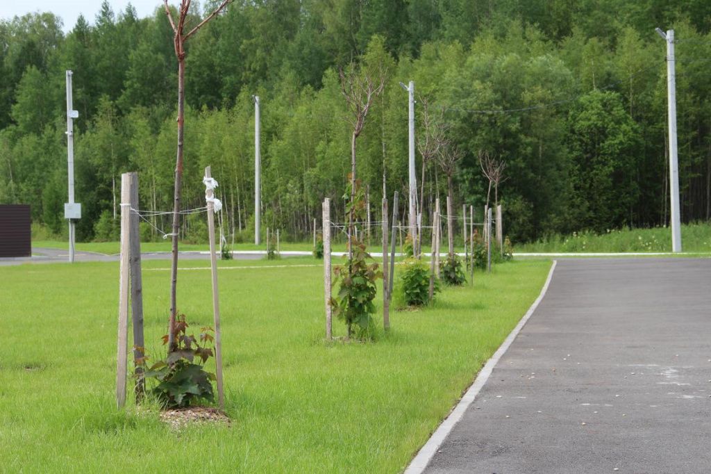 У большинства деревьев пошли новые побеги. Фото: Анна Куприянова, "Глобус"