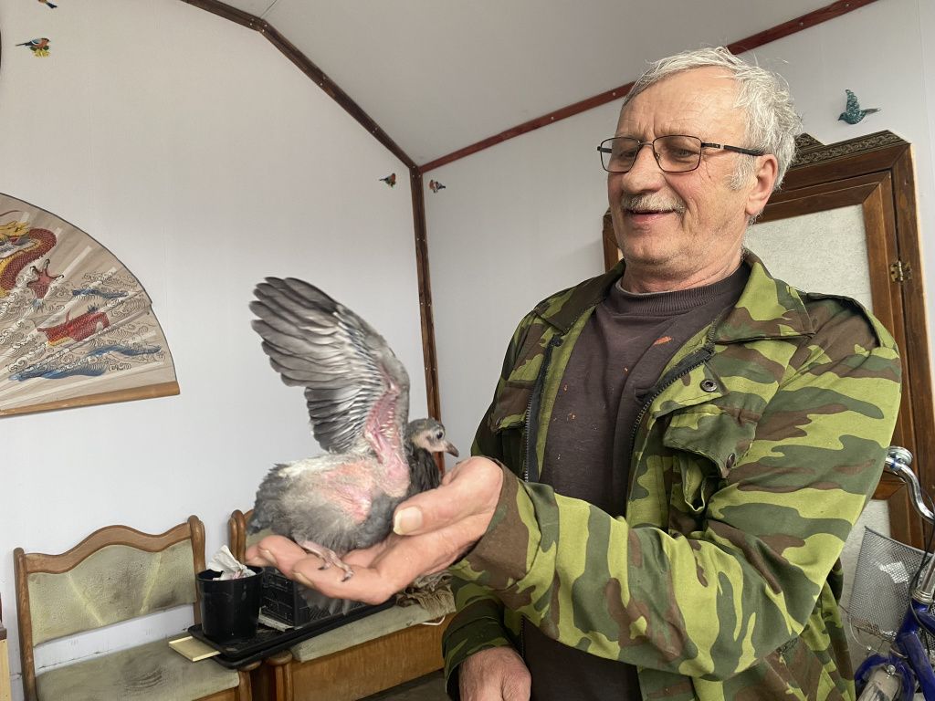 Валерий Нестеров осмотрел голубенка и сказал, что ему всего полмесяца. Фото: Анна Куприянова, "Глобус"