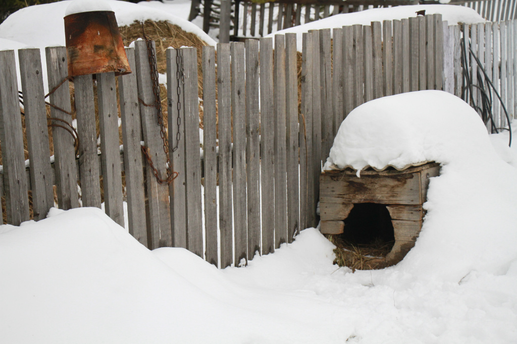 Опустевшая конура засыпанная снегом теперь не редкость в местных дворах. Фото: Константин Бобылев, "Глобус"