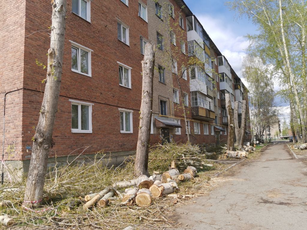 Житель дома Николай Замиралов говорит, что было обрезано 6 тополей. Фото: Константин Бобылев, "Глобус"