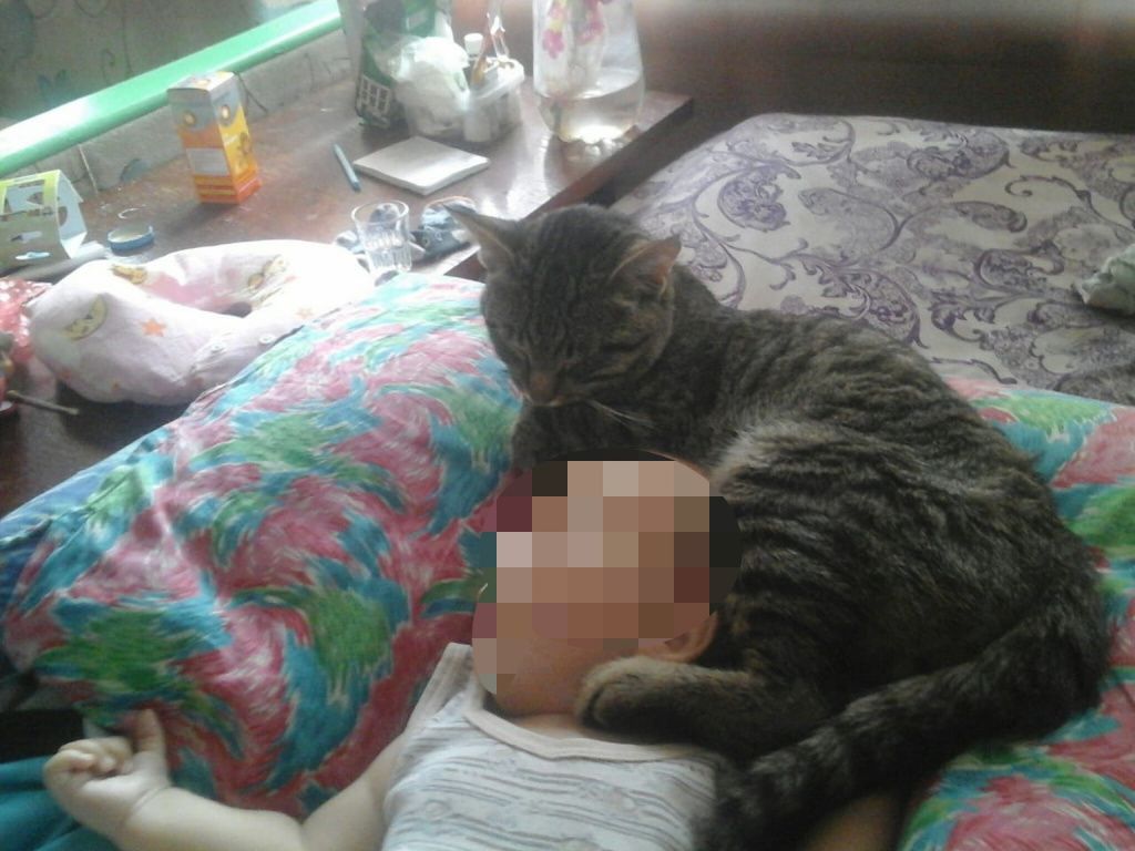 Кот Василий не отходил от ребенка и старался лечь над головой малыша. Фото предоставлено мамой ребенка