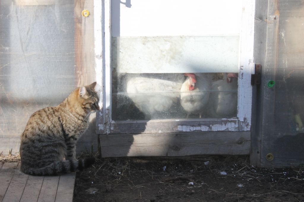 Кроме кроликов Анастасия занимается разведением кур, которые временно живут в теплице. Фото: Мария Чекарова, "Глобус"