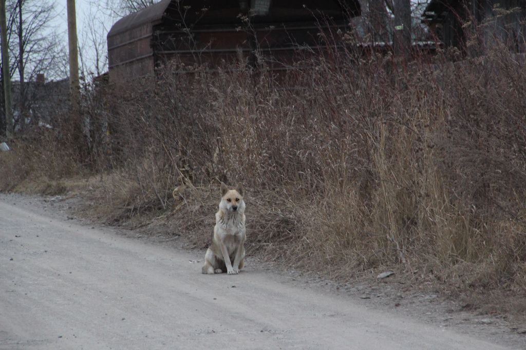 Собаки разносят мусор по округе. Фото: Анна Куприянова, "Глобус" Собаки разносят мусор по округе. Фото: Анна Куприянова, "Глобус"
