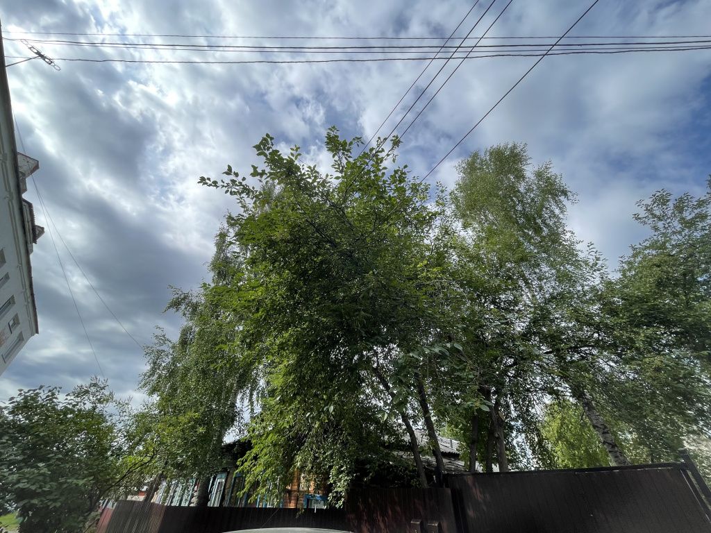 Перед домом стоит яблоня, ветви которой также лежат на проводах. Фото: Анна Куприянова, "Глобус"
