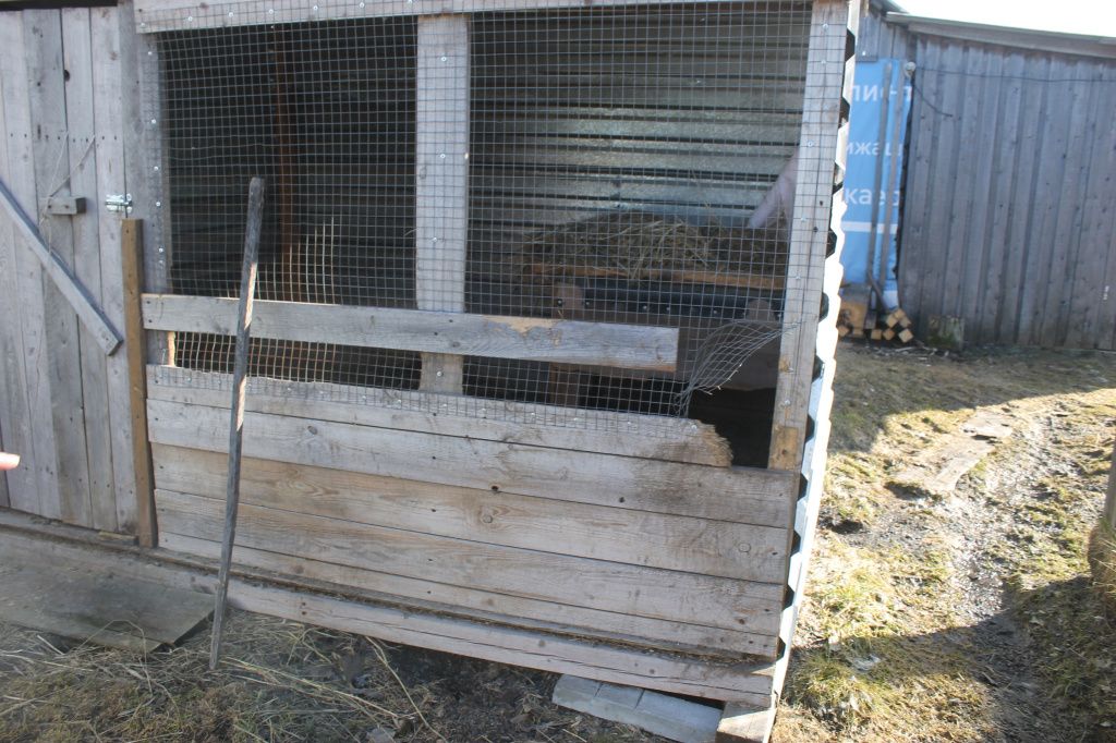 В этом сарае жили 14 трехмесячных крольчат. Бездомные собаки разодрали животных осенью прошлого года. Фото: Мария Чекарова, "Глобус"
