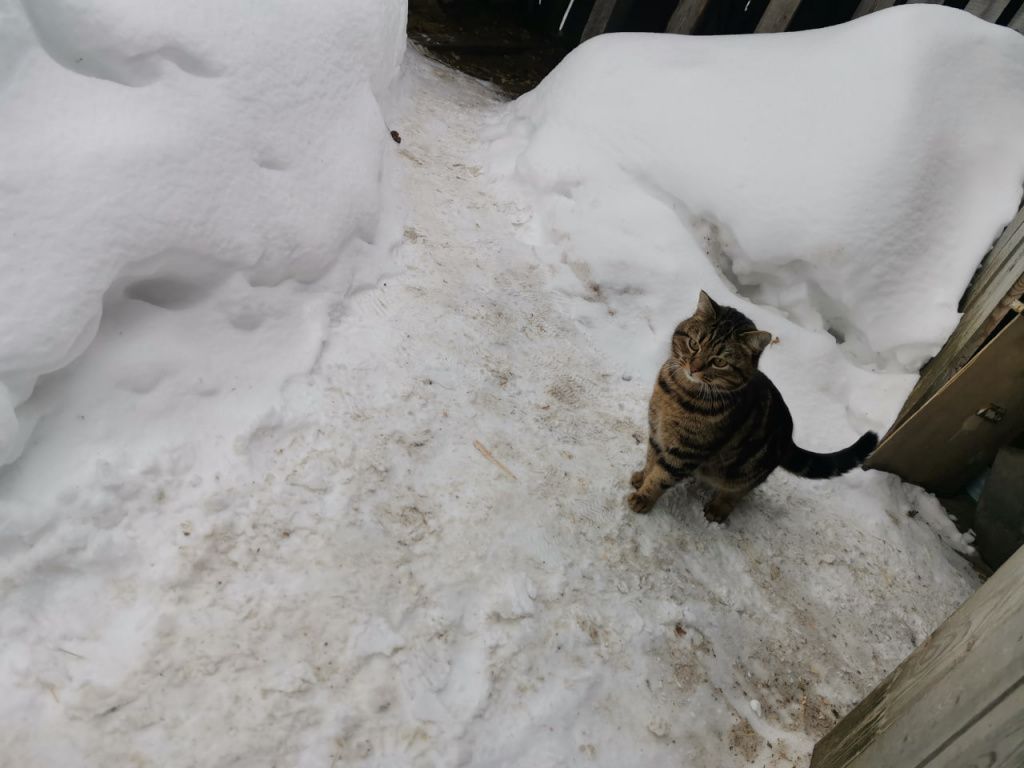 На одном из адресов встречает кот. Фото: Константин Бобылев, "Глобус"