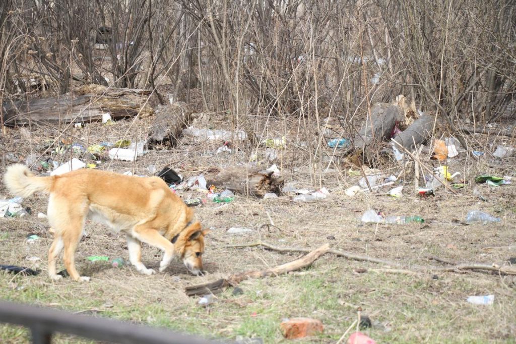 Среди мусора бродят собаки. Часть из них с ошейниками. Под ногами много собачьих экскрементов. Фото: Константин Бобылев, "Глобус"