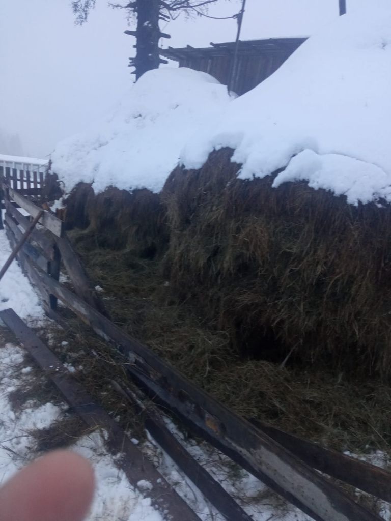 Екатерина Прошкина говорит, что коровы Стрельникова съели заготовленное ей сено. Фото предоставлено Екатериной Прошкиной