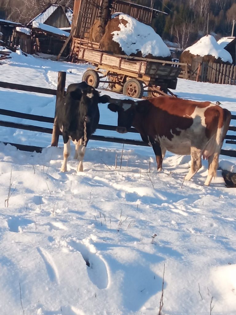Жители Марсят утверждают, что коровы Александра Стрельникова зимой и летом живут на улице. Фото предоставлено Екатериной Прошкиной