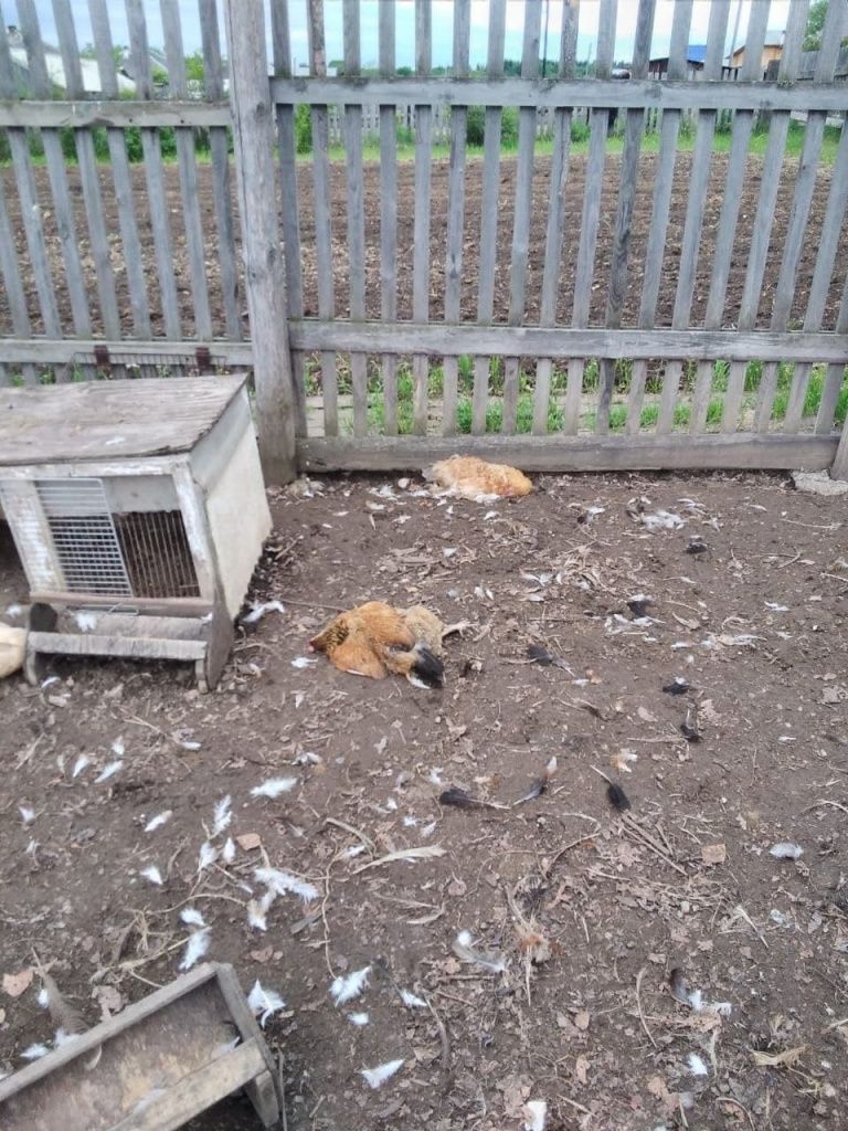 Куриц Титовых загрызли собаки. Фото: Александр Титов