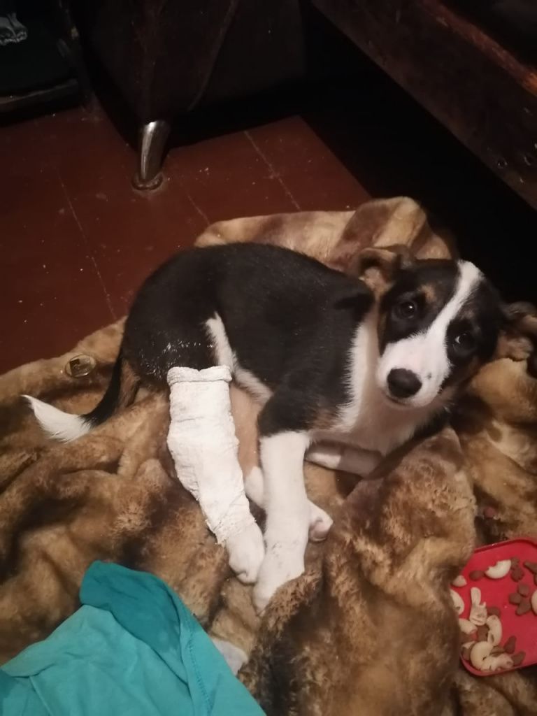 По словам хозяйки щенка, двухмесячную Гайку дважды намотало на колеса машины. Фото предоставила Ольга Габун