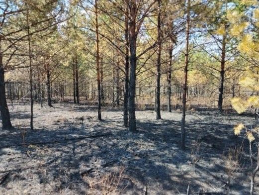 В Лесничестве отметили - лес горел из-за людской халатности. Фото: Владимир Бирюков