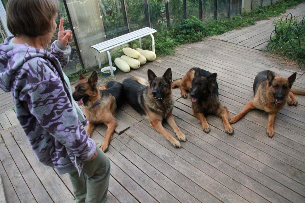 Собаки помогают Лидии Михайловне отдыхать от работы. Фото: Константин Бобылев, "Глобус"