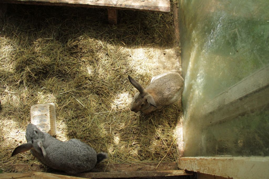 Кролики содержатся в просторных вольерах, но ради их же безопасности, дивотных приедтся переселить в клетки в сарае. Фото: Константин Бобылев, "Глобус"