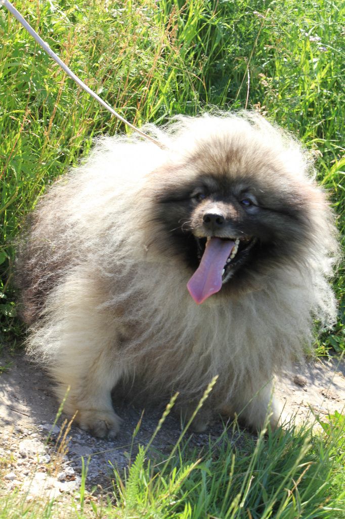 Шерсть кеесхонда требует серьезного ухода. Использовать можно только профессиональную косметику. Фото: Константин Бобылев, "Глобус"