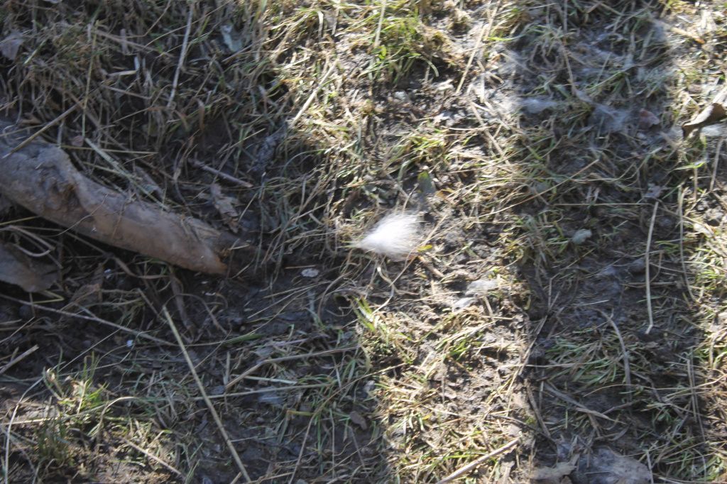 По огородам Людмилы и Анастасии летают остатки кроличьего пуха. Фото: Мария Чекарова, "Глобус"