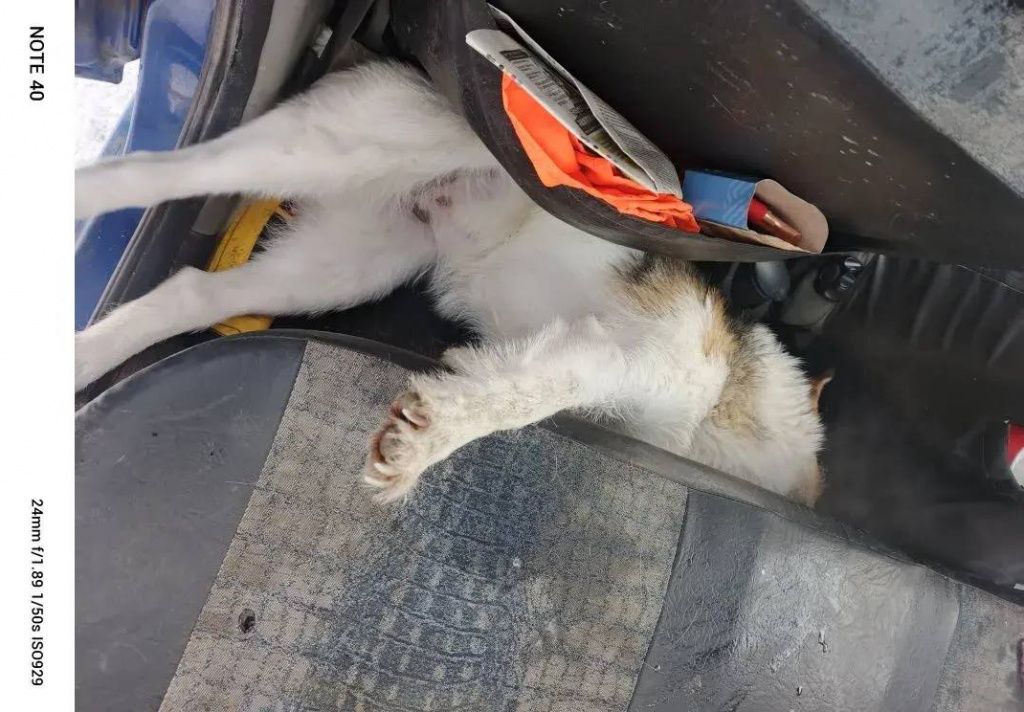 Отравленную собаку привезли в приют. Фото: Инна Обухова