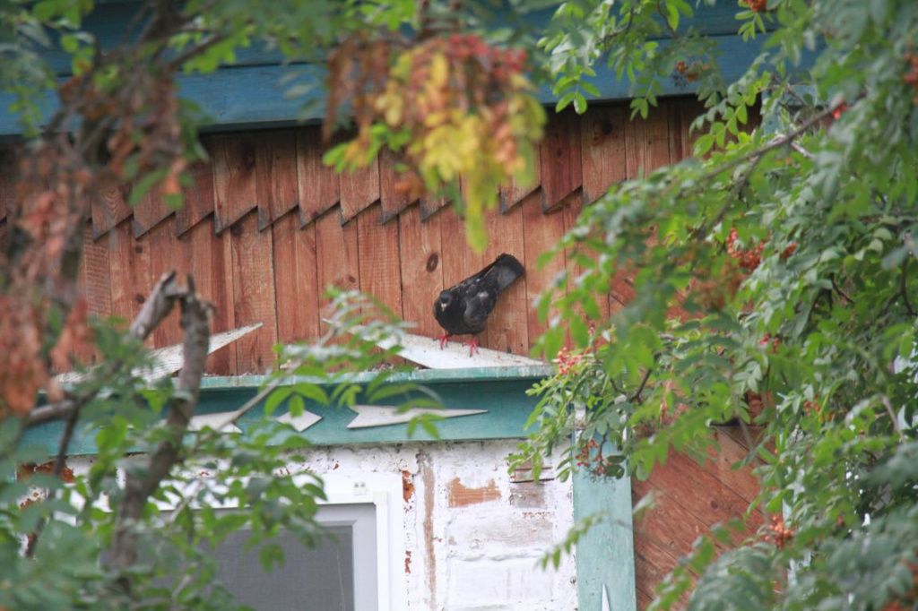 Это не тот голубь, которого спасла семья. Но птицы - частые гости в у этого дома. Фото: Константин Бобылев, "Глобус"