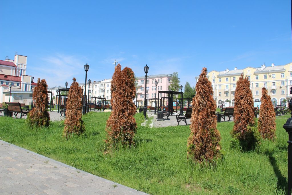 По словам Иномжона Усмонова, туям не подходит климат. Фото: Анна Куприянова, "Глобус"
