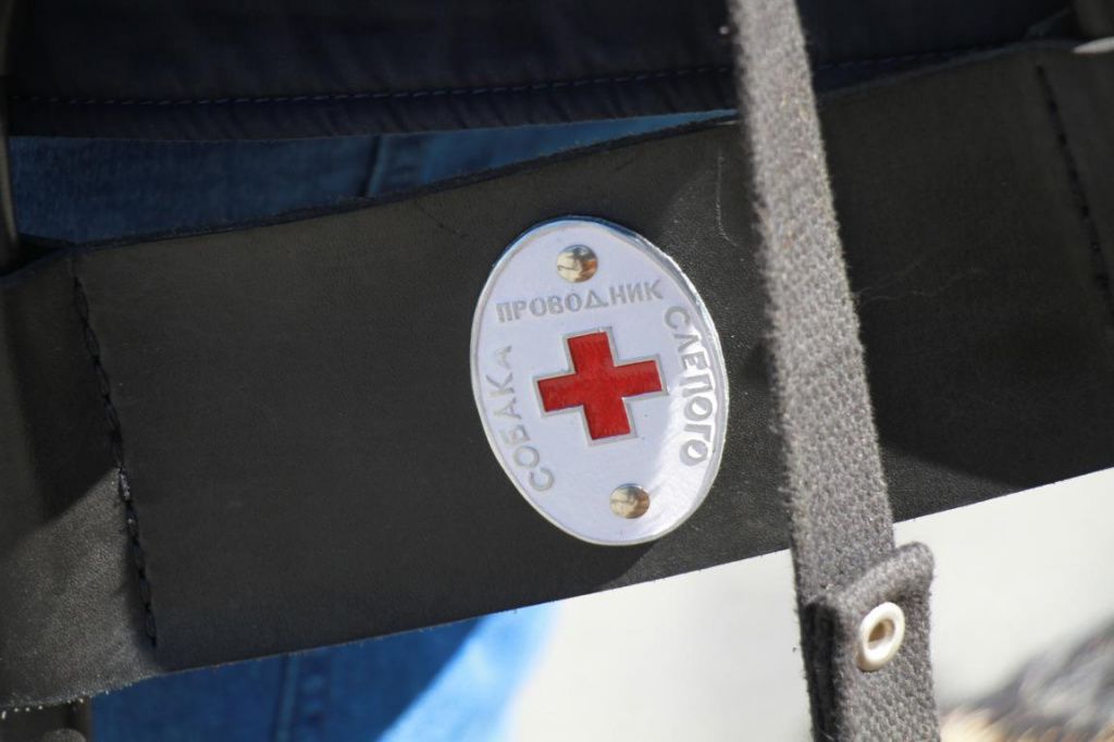 На шлейке Акселя металлический жетон с красным крестом и надписью "Собака-проводник слепого". Фото: Константин Бобылев, "Глобус"