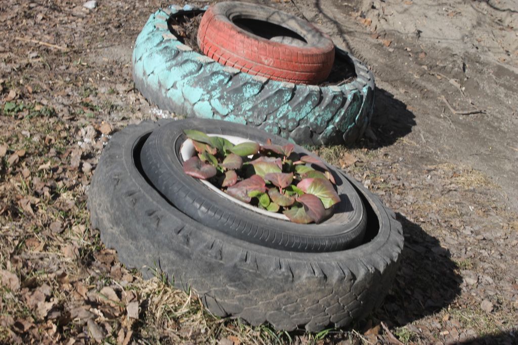 Клумбы из автомобильных шин были сделаны жителями дома №6 по улице Фуфачева около пяти лет назад. Клумбы также служили ограждением. Фото: Мария Чекарова, "Глобус"