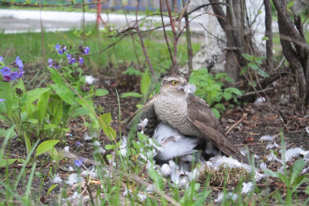 В научно-просветительском отделе зоопарка рассказали, что голуби - кормовая база ястребов-перепелятников. Фото: Константин Бобылев, "Глобус"