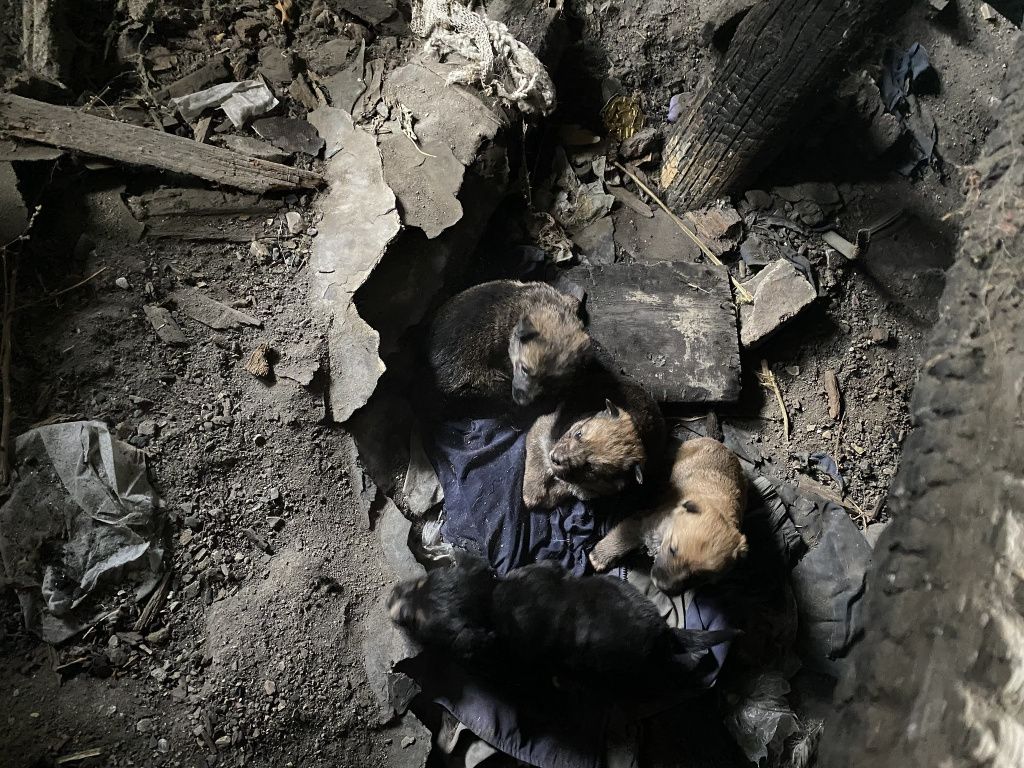 Щенки "схоронились" под полом поврежденного пожаром дома. Фото: Анна Куприянова, "Глобус"