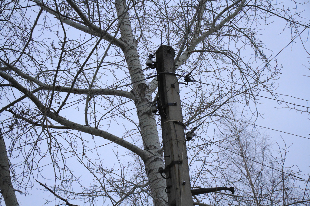 Коммунальщики говорят ,что проблема в электрических сетях, которые проходят в непосредственной близости с деревьями. Фото: Константин Бобылев, "Глобус" 