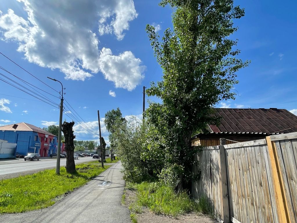 Ближе к автомобильной дороге тополя кронированы, по другой стороне тротуара - нет. Фото: Анна Куприянова, "Глобус"