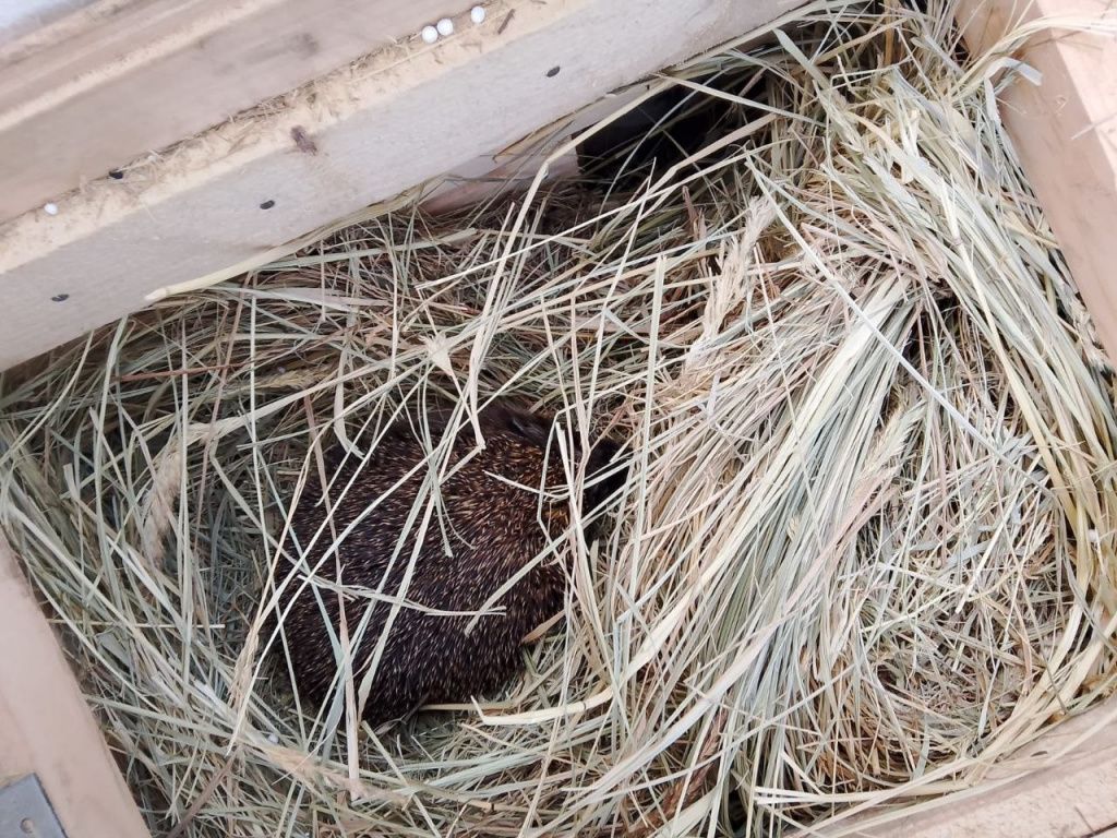 Спящий ежик во сне поглубже зарылся носиком в сено своей новой спальни/кроватки. Фото предоставлено Вячеславом, специально для серовской газеты «Глобус»