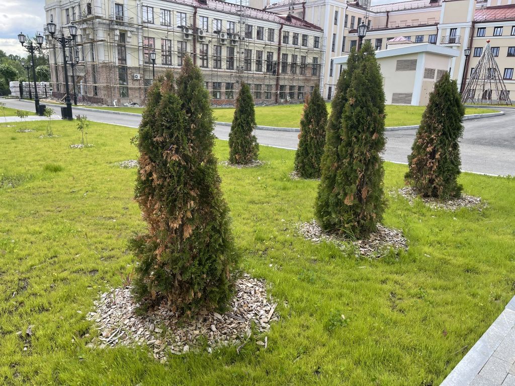 По соседству со вновь посаженными деревцами выделяются высаженные в прошлом году туи. Фото: Анна Куприянова, "Глобус"
