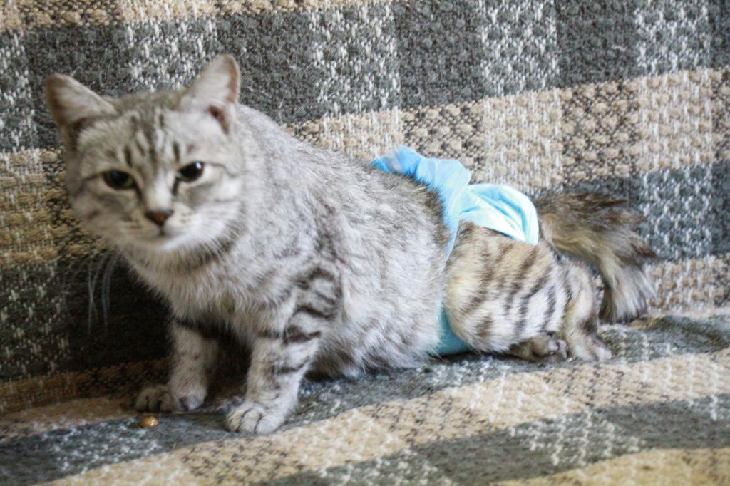 В январе этого года неравнодушные люди нашли на улице обезноженную кошку Джени. И передали на лечение Татьяне лапшиной. Фото: Константин Бобылев, "Глобус"